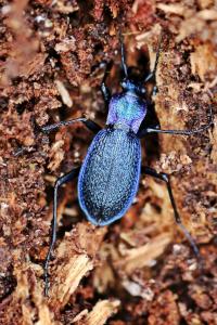 Carabus intricatus
