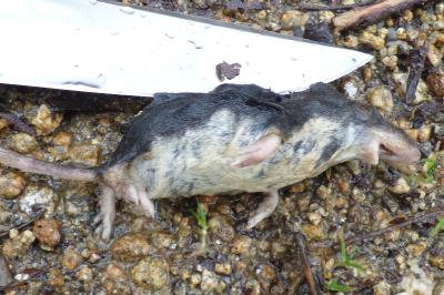 Neomys fodiens