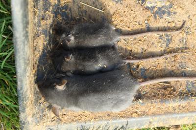 Rattus rattus