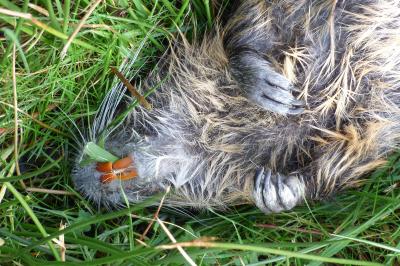 Myocastor coypus