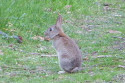 Oryctolagus cuniculus