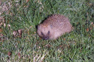 Erinaceus europaeus