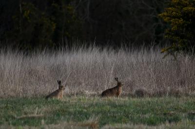 Lepus europaeus