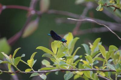 Calopteryx virgo