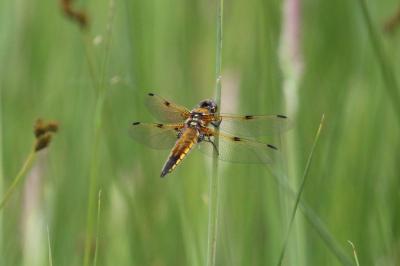 Libellula quadrimaculata