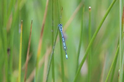 Coenagrion puella