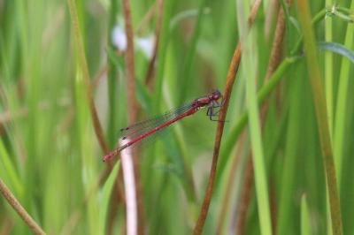 Pyrrhosoma nymphula