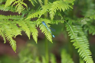 Coenagrion puella