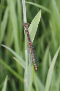 Pyrrhosoma nymphula