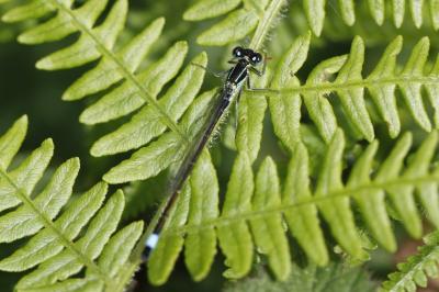 Ischnura elegans
