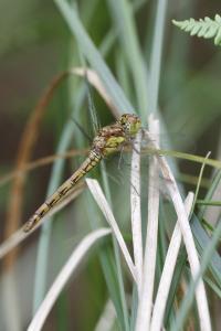 Sympetrum striolatum