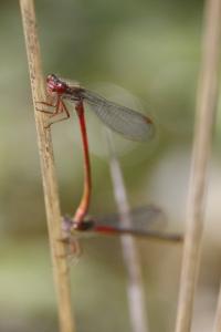 Ceriagrion tenellum