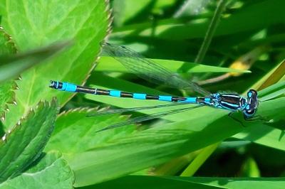 Coenagrion mercuriale