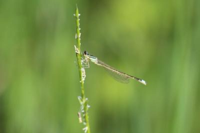 Ischnura pumilio