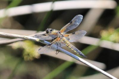 Libellula quadrimaculata