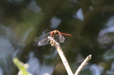 Sympetrum sanguineum