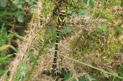 Cordulegaster boltonii