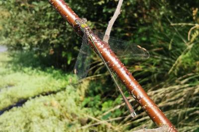 Chalcolestes viridis