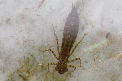 Aeshna cyanea