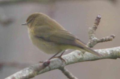 Phylloscopus collybita