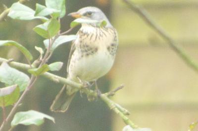 Turdus pilaris