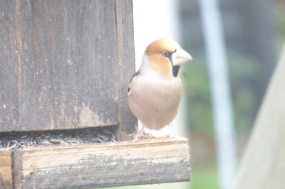 Coccothraustes coccothraustes
