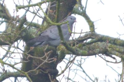 Columba oenas