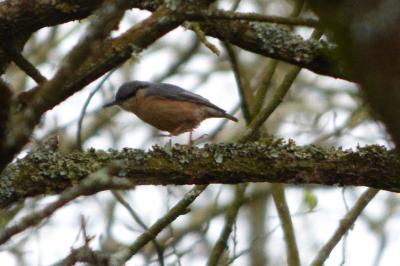 Sitta europaea