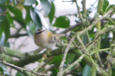 Regulus ignicapilla