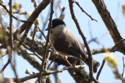 Poecile palustris