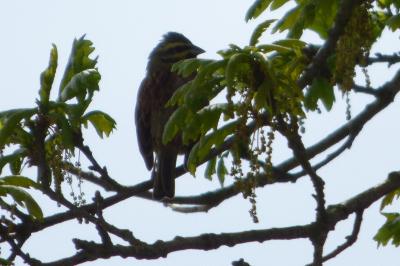 Emberiza cirlus