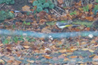 Motacilla cinerea