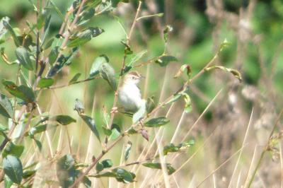 Cisticola juncidis