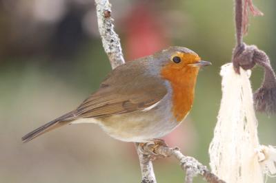 Erithacus rubecula