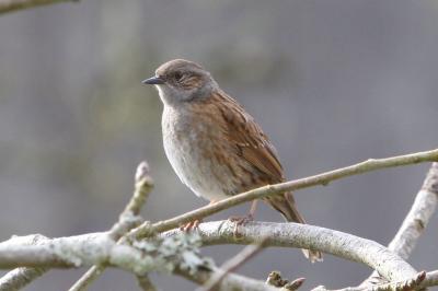 Prunella modularis