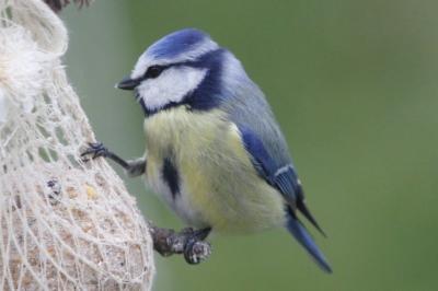 Cyanistes caeruleus