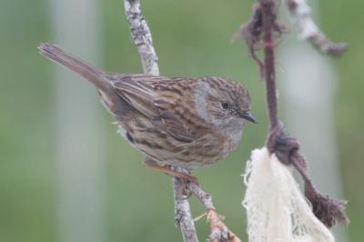 Prunella modularis
