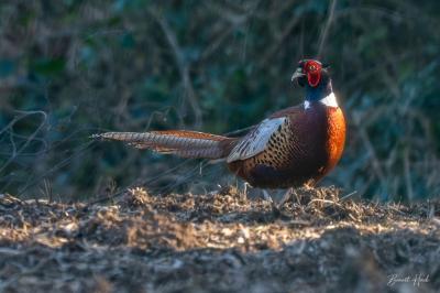 Phasianus colchicus