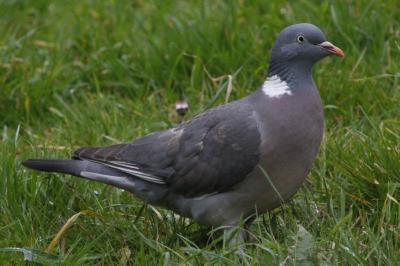 Columba palumbus