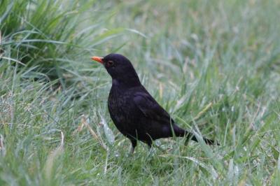 Turdus merula