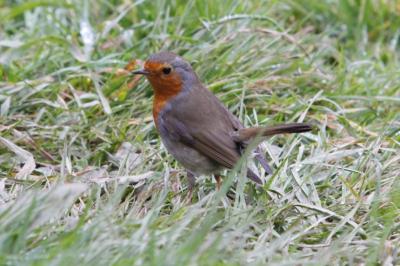 Erithacus rubecula