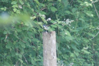 Parus major