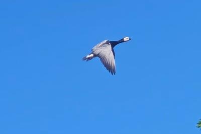 Branta leucopsis