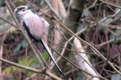 Aegithalos caudatus