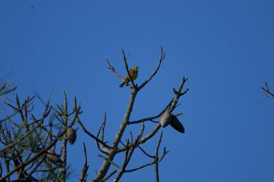 Emberiza citrinella