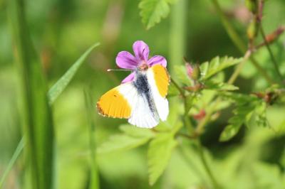 Anthocharis cardamines