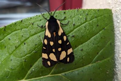 Arctia villica