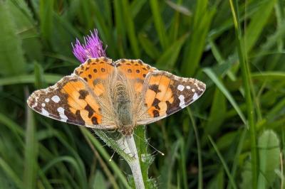 Vanessa cardui