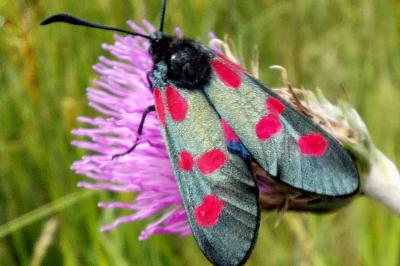 Zygaena trifolii
