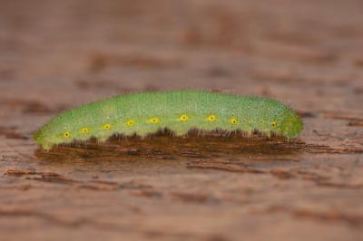 Pieris napi